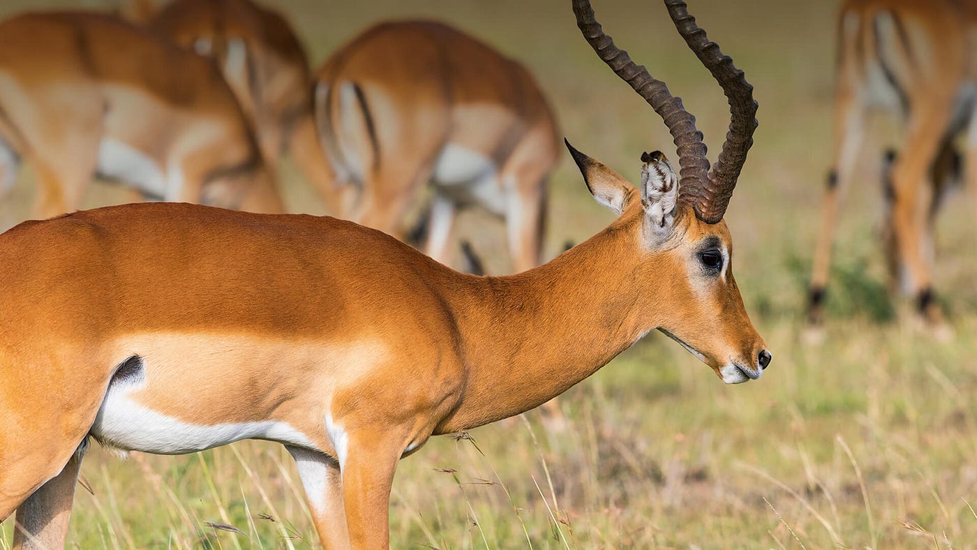 A Quiet Encounter in Gembu