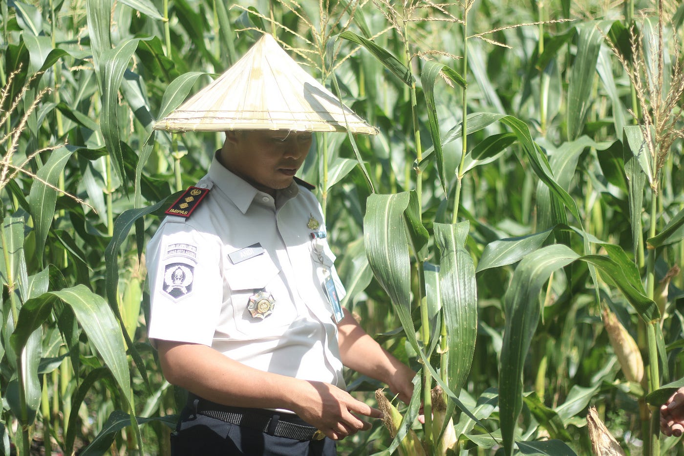 Lapas Takalar Panen Jagung, Bukti Suksesnya Pembinaan