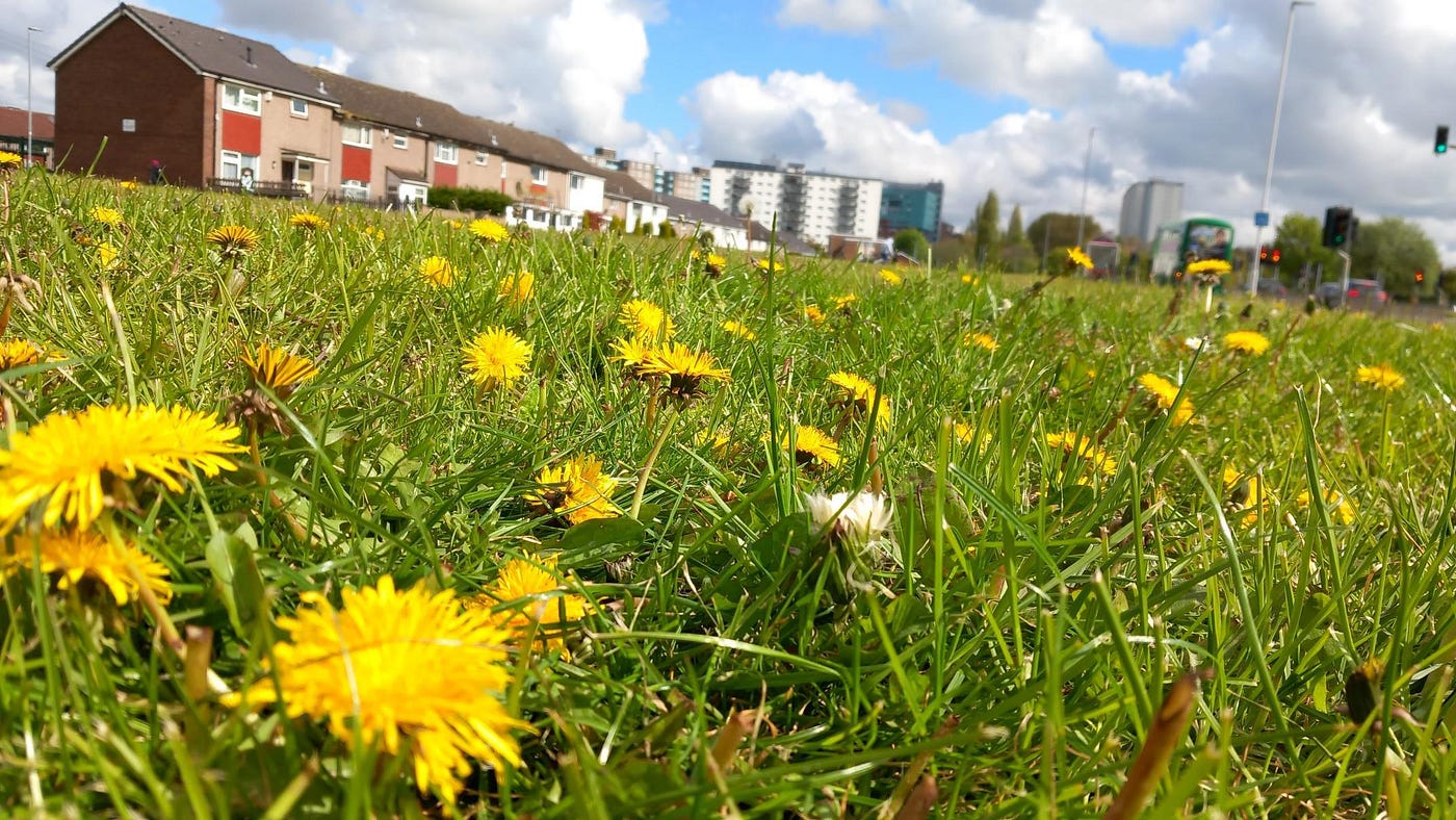 Tall weeds with yellow flowers - Best adult videos and photos