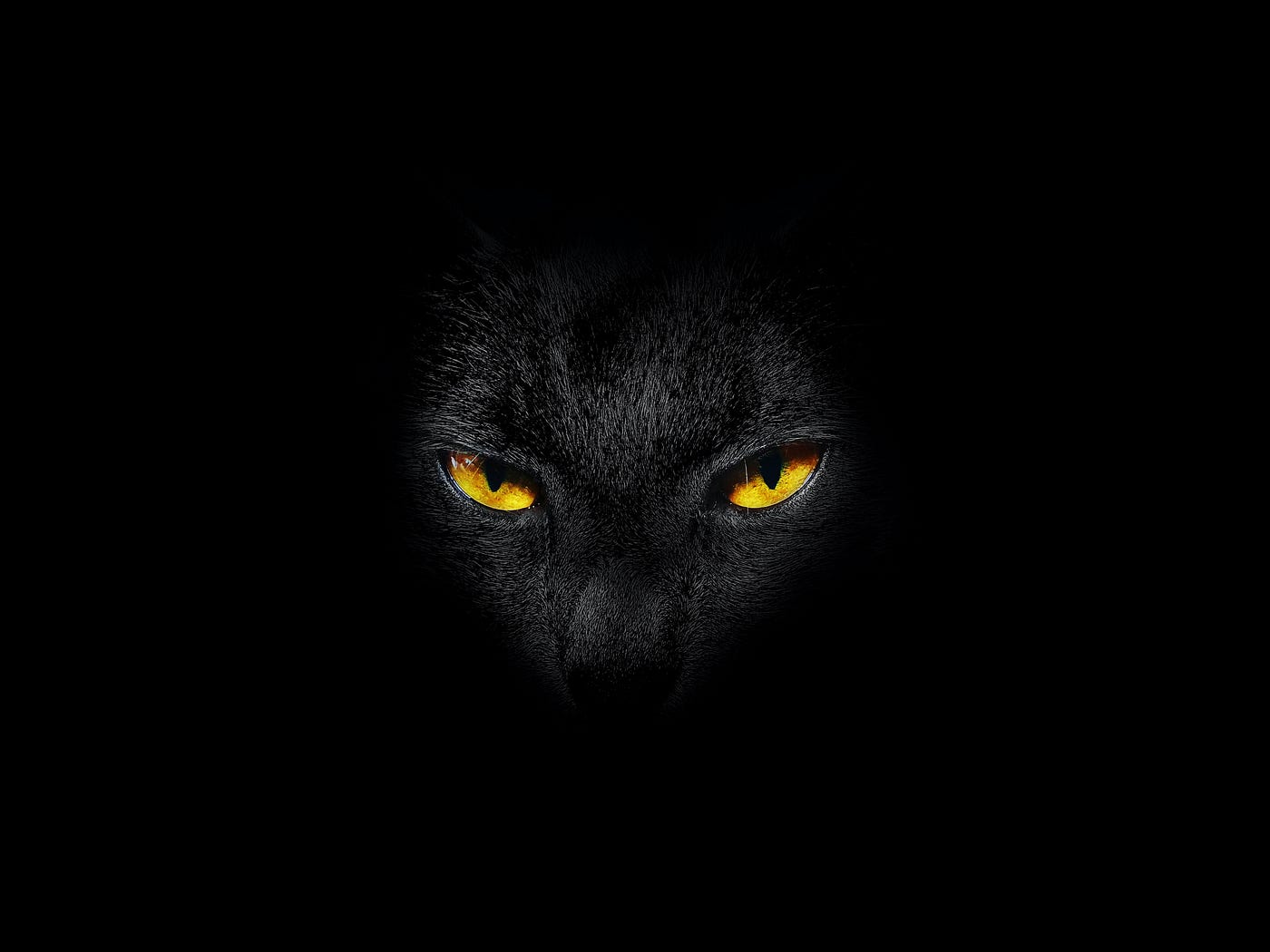 The Copper Eyes of a Black Cat. Photo by Tasos Mansour on Unsplash