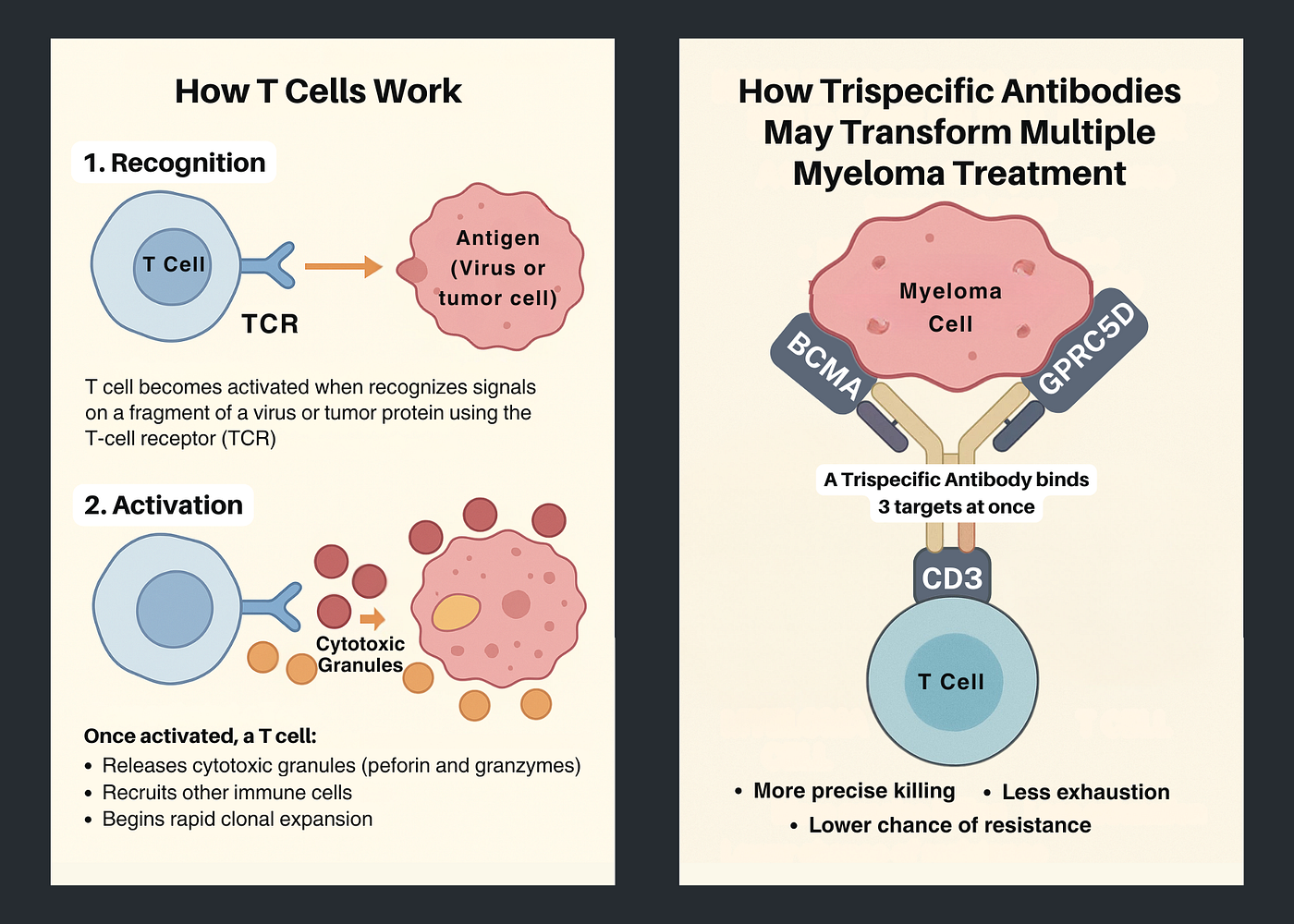 How T Cells Work