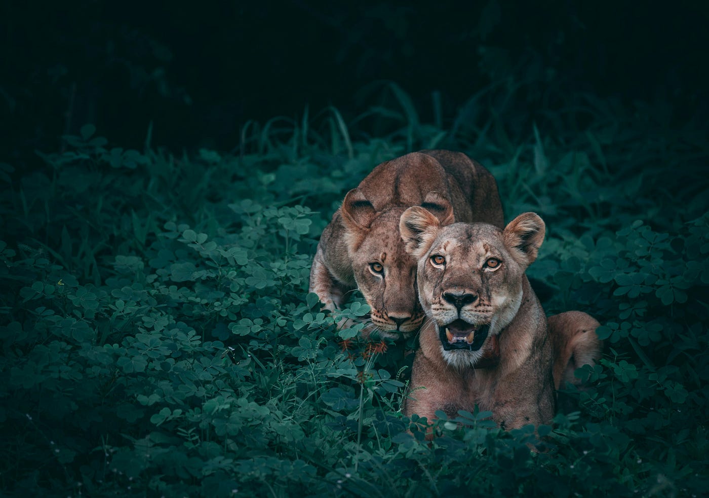 Discover the Wild Side of India: A Journey into Indian Wildlife