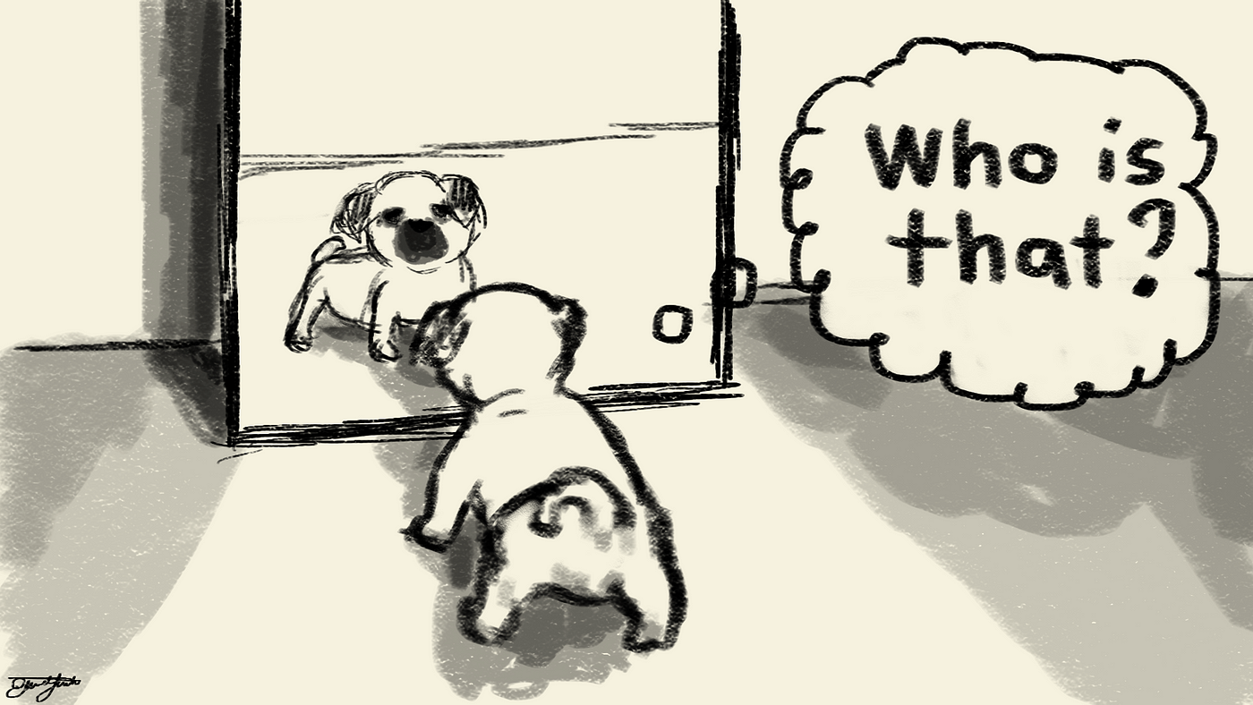 Why Does My Dog Look in the Mirror And Cry? Understanding Pet Behavior