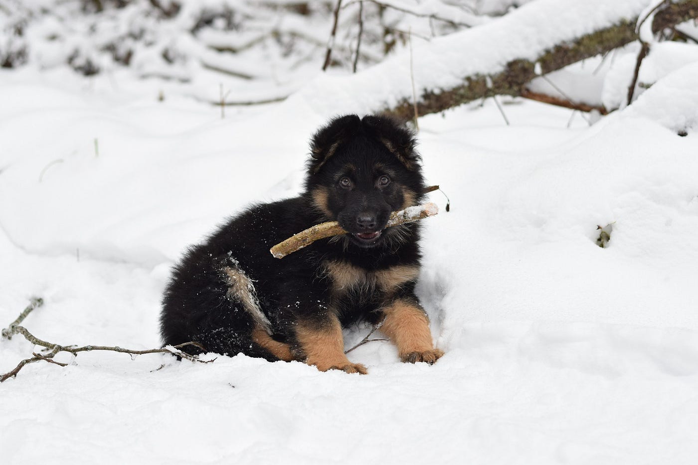Are German Shepherds Good Pets ?