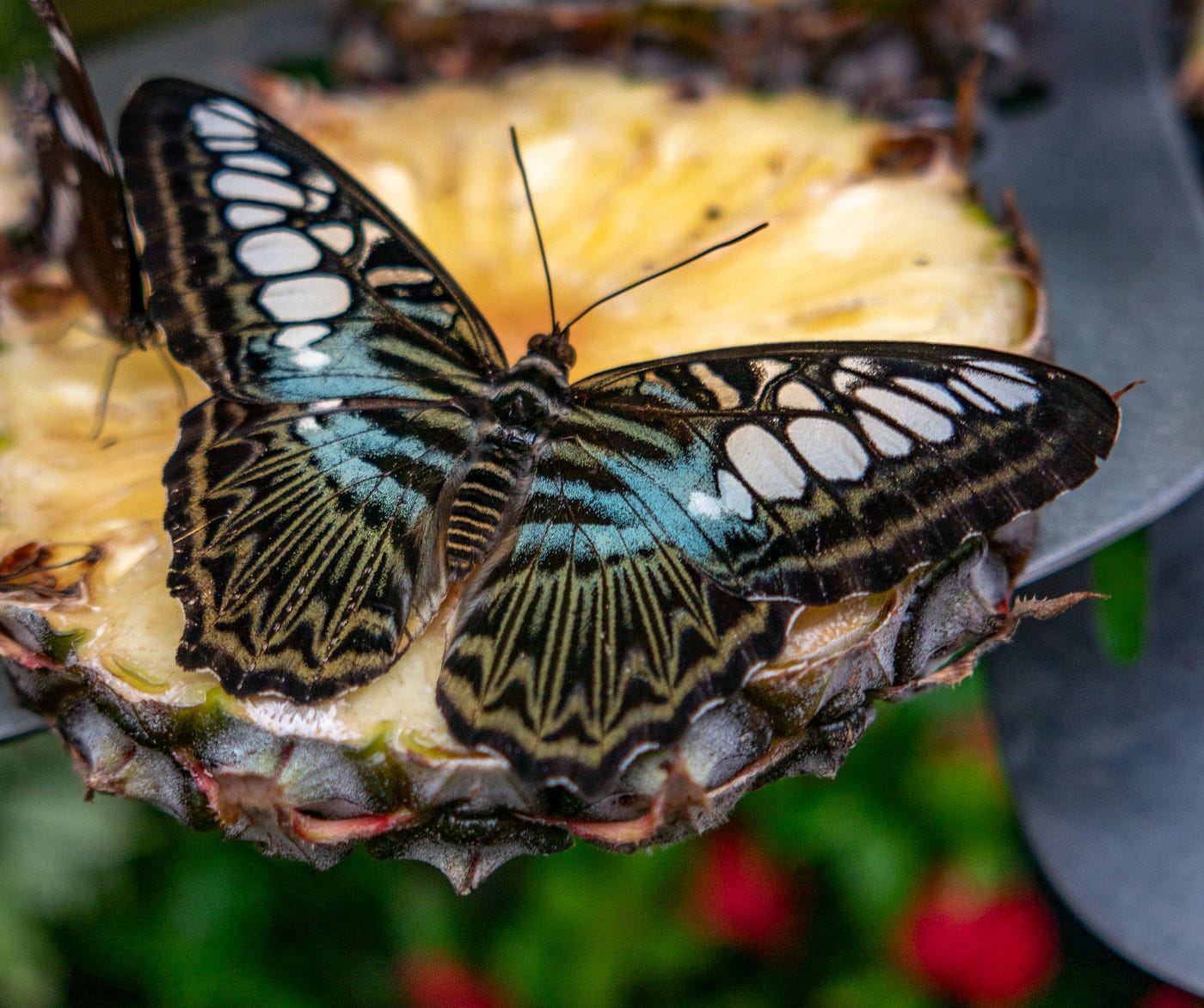 Butterfly beauties — images by author