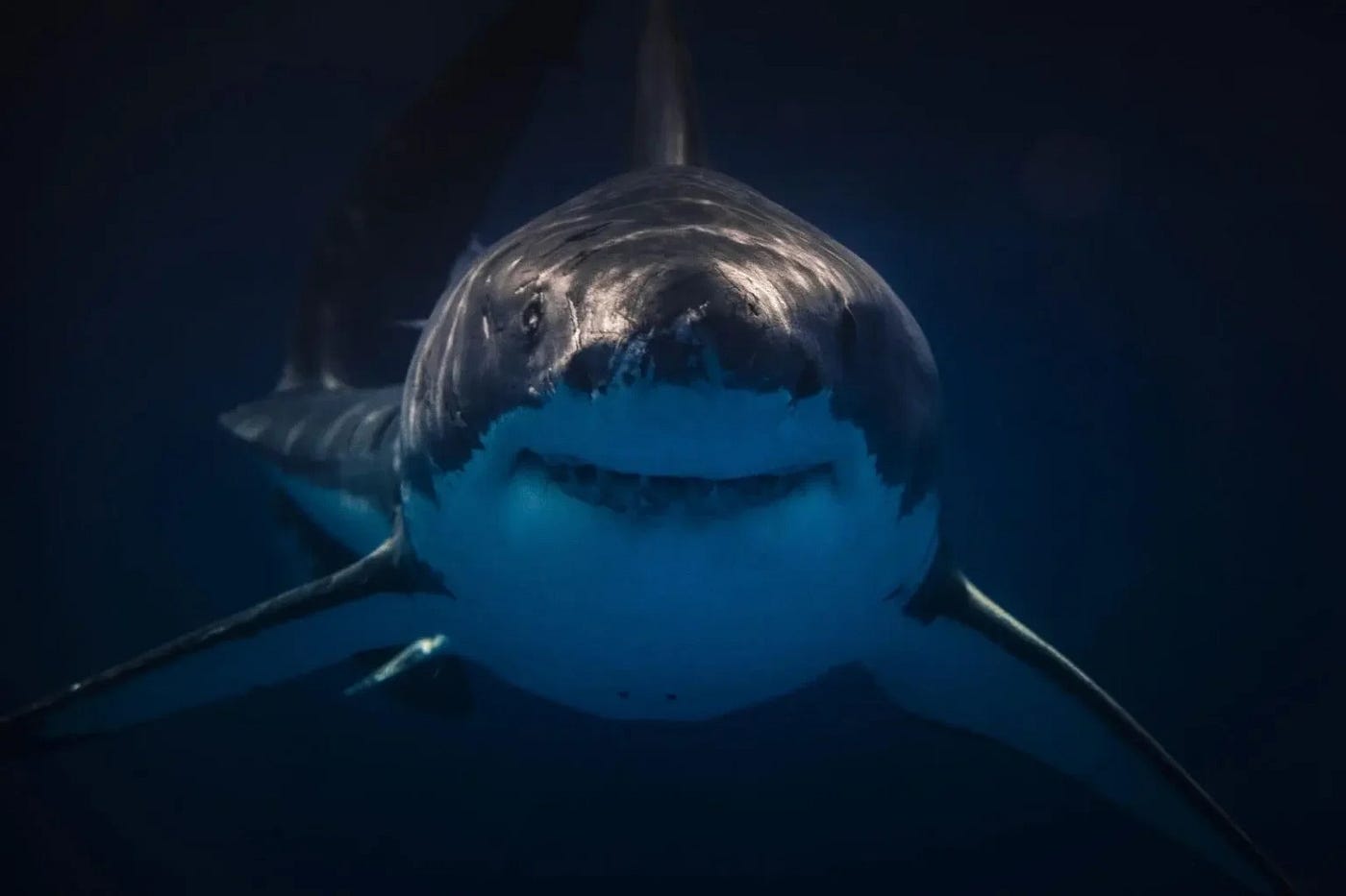Los tiburones: testigos del pasado profundo