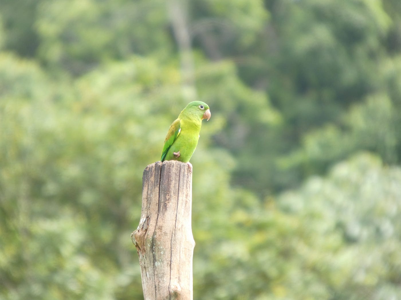 El Escándalo con Plumas: Los Psitácidos de Costa Rica