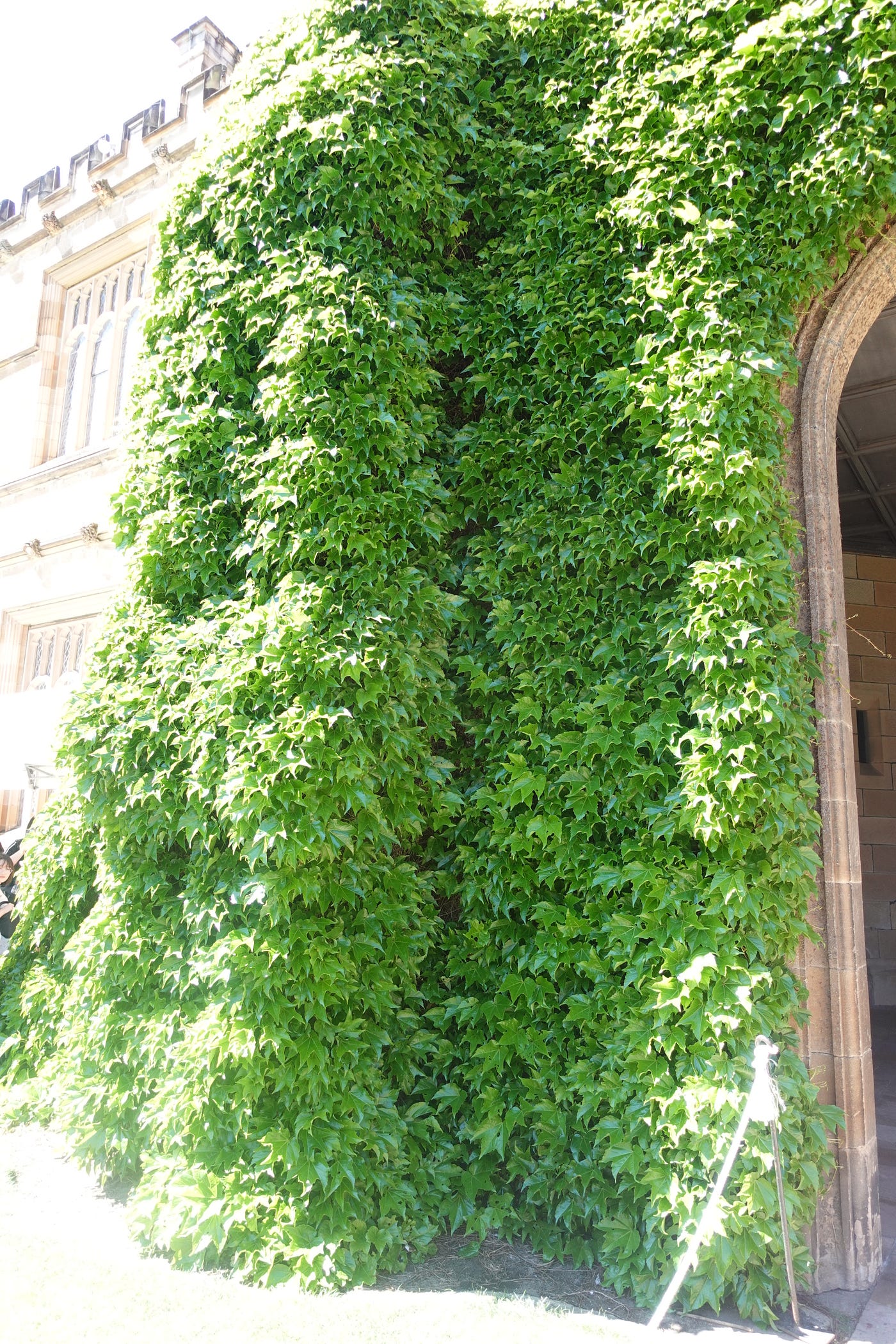 gaze of greenery at entrance