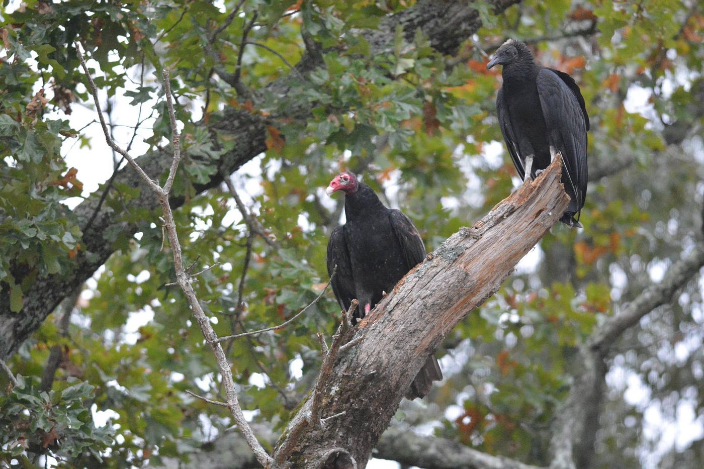 Vultures are awesome.. By Nicki Dardinger | Conservancy… | by