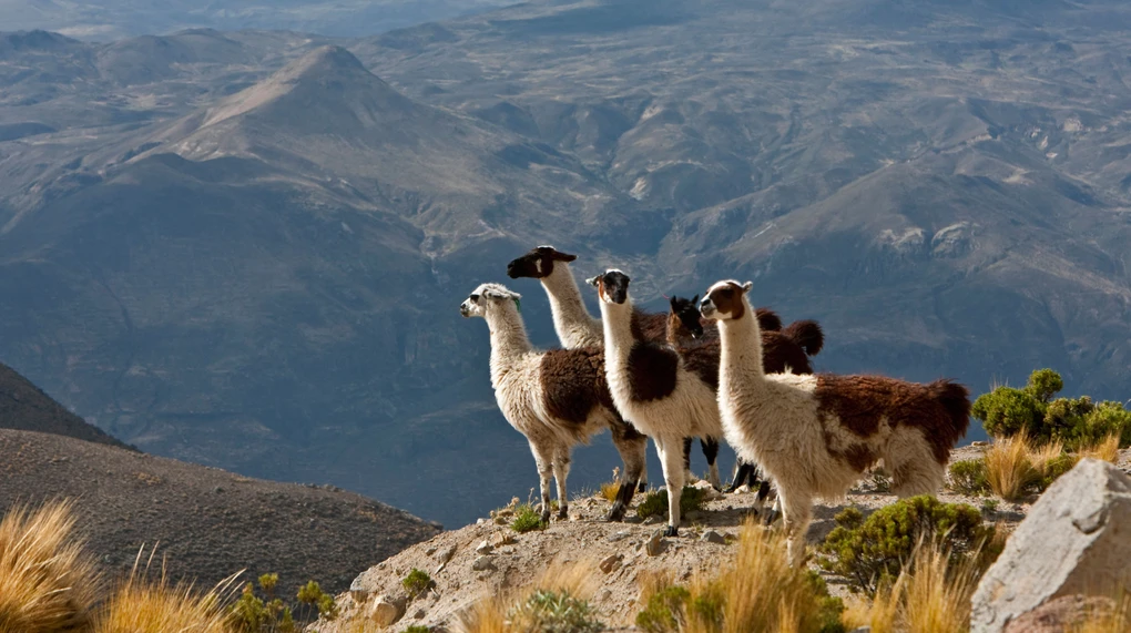 Machu Picchu Llama: The Inca Trail of the Sacred Llamas