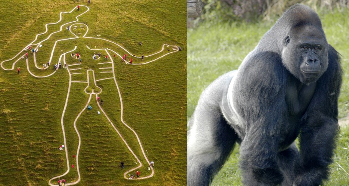 Gorilla erect penis