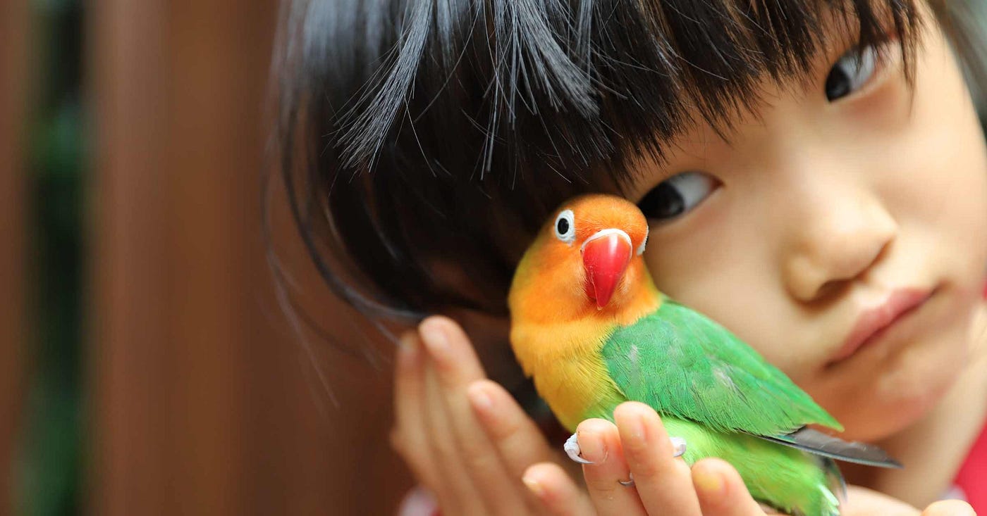 Can You Travel from US to Canada With Exotic Birds: Essential Guide