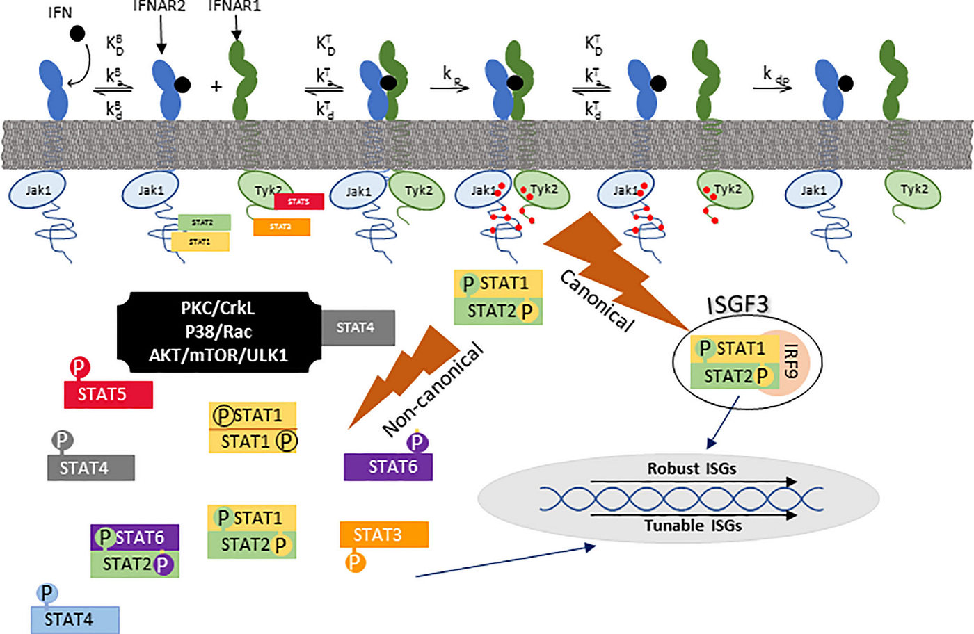 (Data source: Megen CW, et al. Front Immunol. 2021)