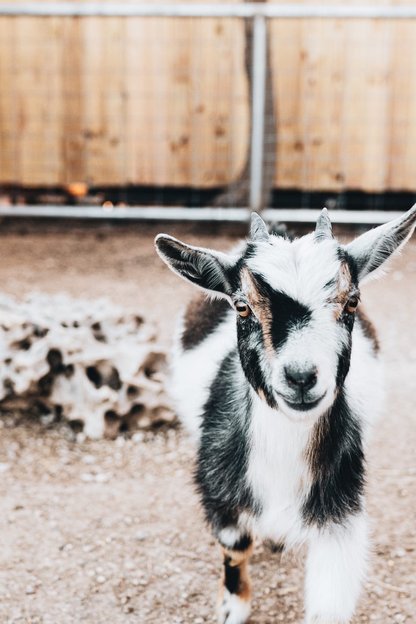 17 Pygmy Goats That Will Melt Your Heart - Weed 'em & Reap