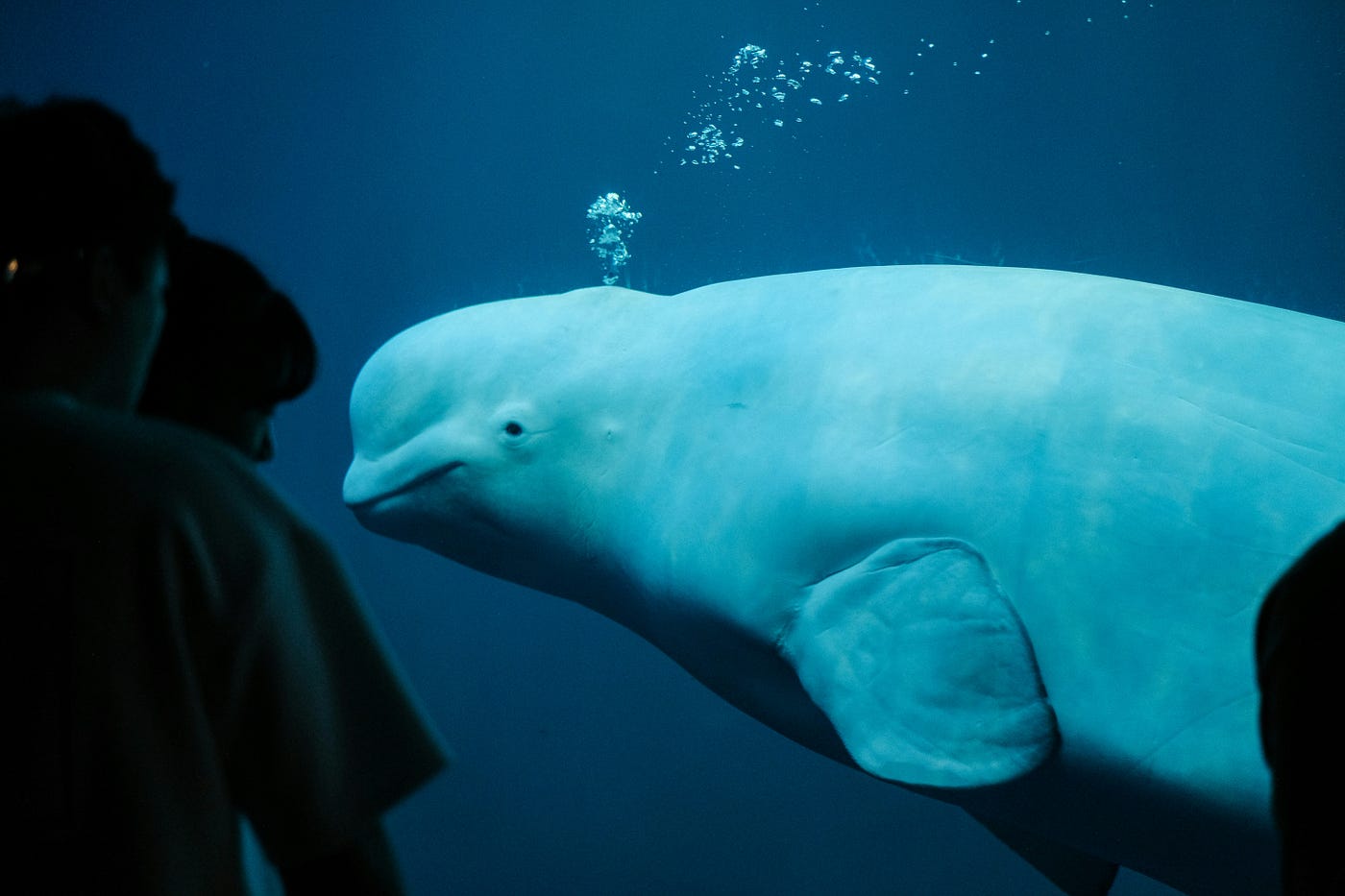 Operation Beluga: From Arctic Crisis to Symphony-Led Rescue