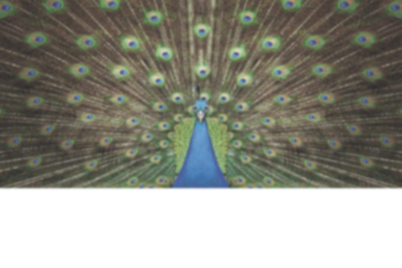 Indian-themed art from Adobe Stock. The peacock and temple carving have been expanded and blurred for use as a background.