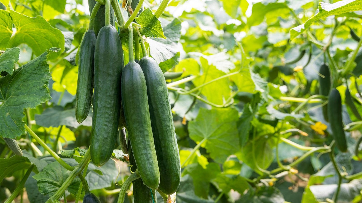 How To Identify And Treat Downy Mildew On Cucumber Plants