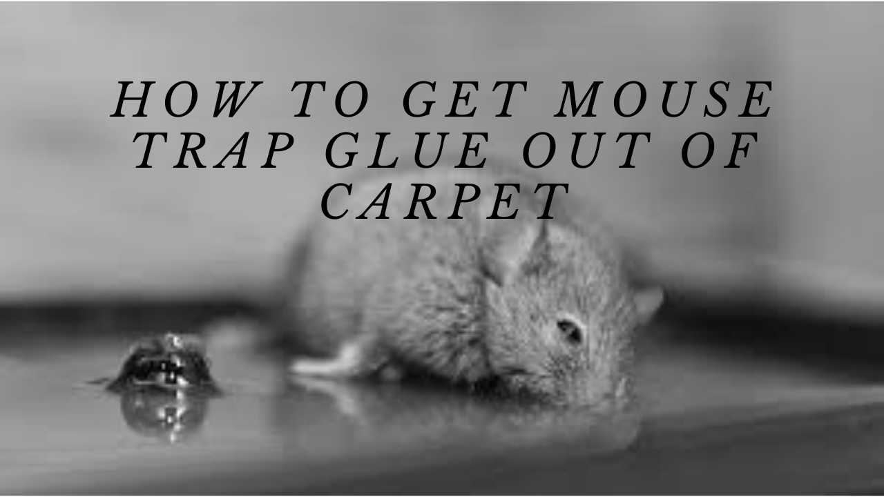 How to get mouse trap glue out of carpet | by najiya akhter | Medium
