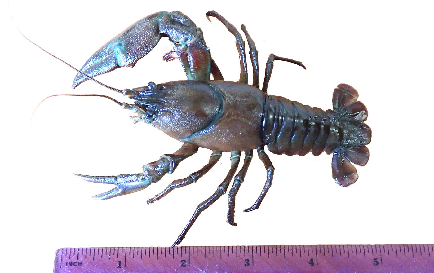 Bad 'dads: Crawdads of Kodiak. A conversation about crayfish in Alaska | by  U.S.Fish&Wildlife Alaska | Updates from the U.S. Fish and Wildlife Service  | Medium