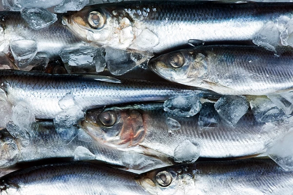 Price of Preserved Mackerel in Australia Soars 59%, Reaching An Average of $5,616 per Ton