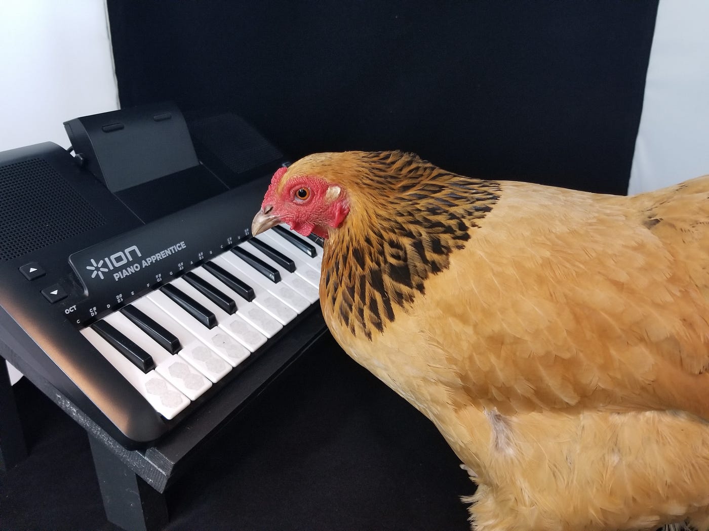 Remember the Piano Playing Chicken on America's Got Talent? | by Susie  Kearley | Petness | Medium