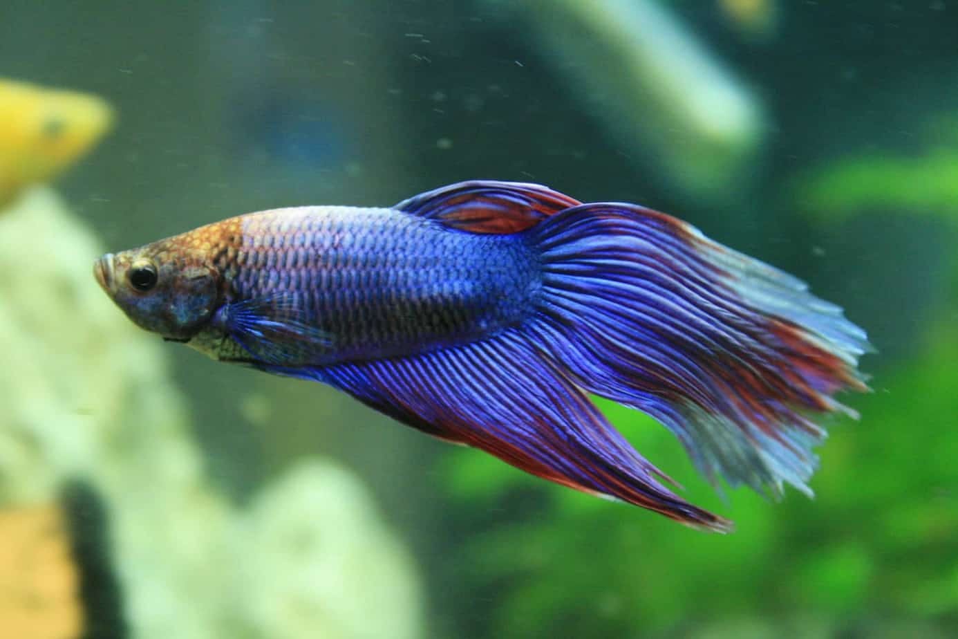 What kind of lighting should I provide for my betta fish? | by Pet Care  Online | Medium