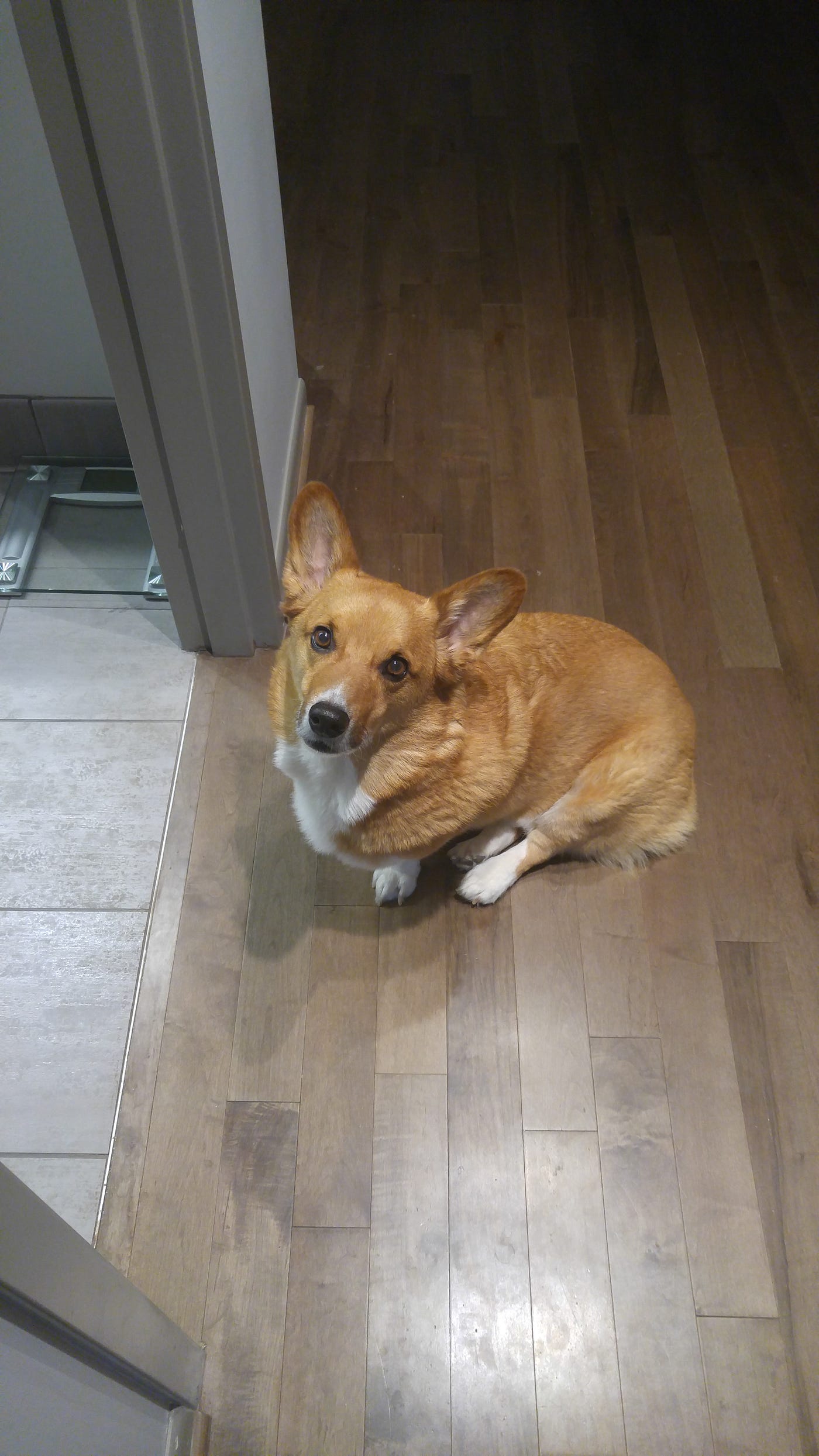 Dog ate chocolate pop cheap tart