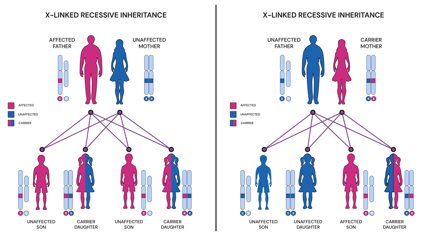 Hemophilia Inheritance