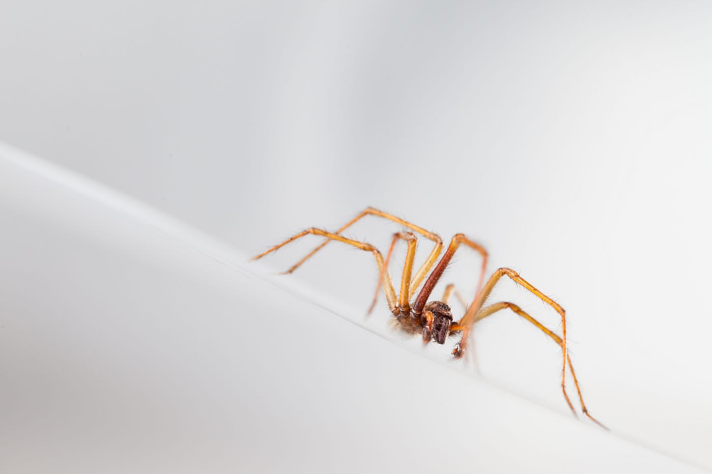 Is there a mommy long-legged spider? - Quora