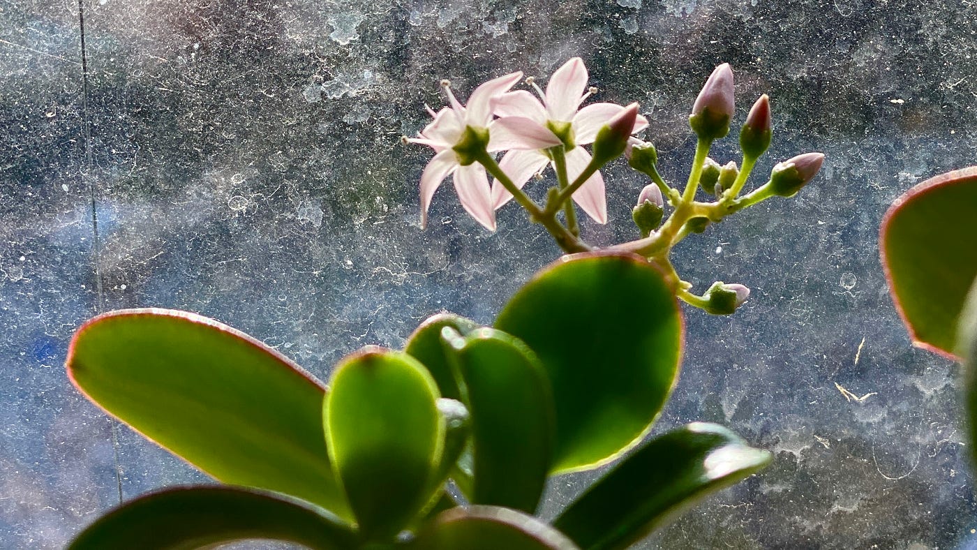 꽃이 싹트는 비취나무를 클로즈업으로 찍은 사진입니다.<BR>