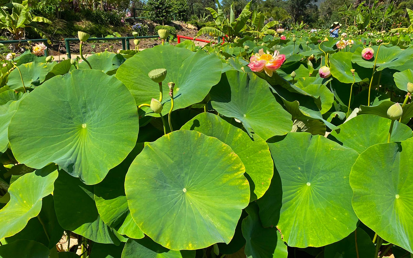 How a Lotus Leaf Inspired a New Textile Experiment