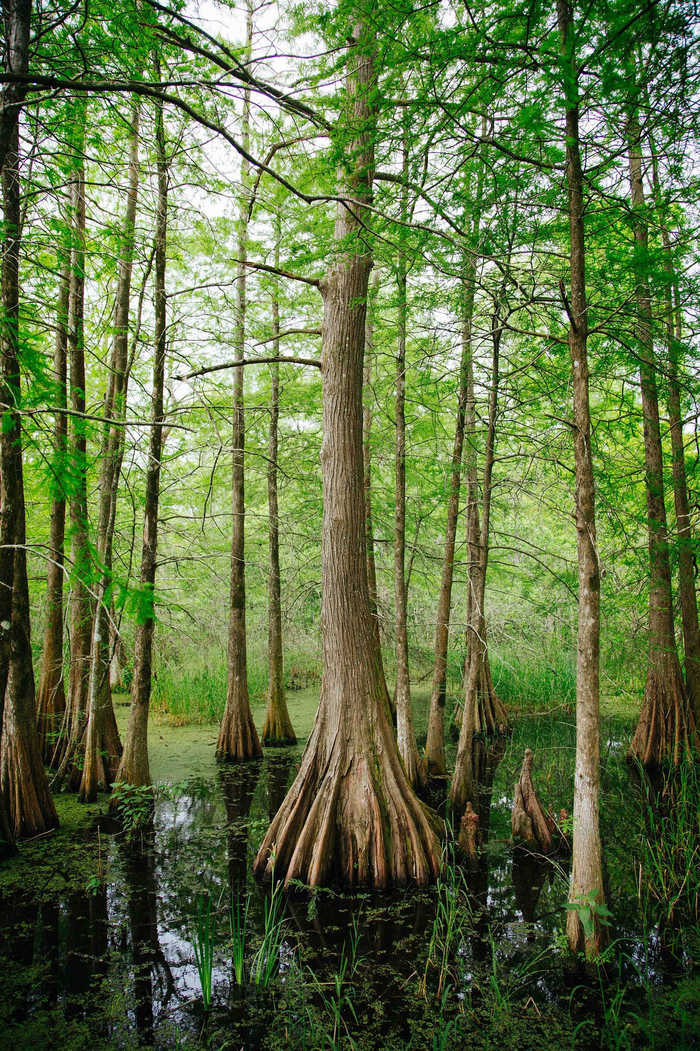 Quicksand. From the bayou to the river and beyond | by Judy McLain | The  Howling Owl | Medium