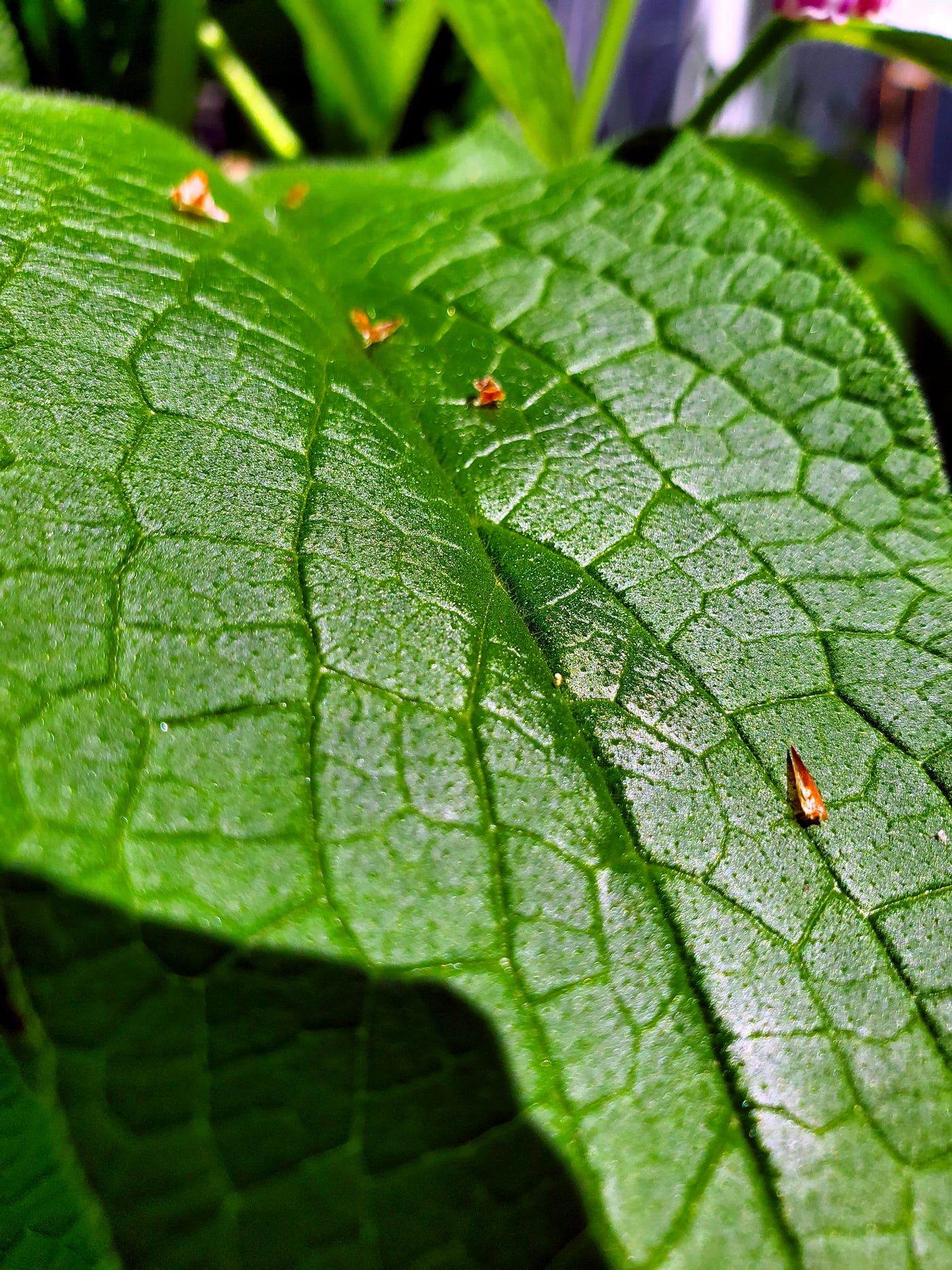 Close-up view of a comfrey leaf (photo by author)