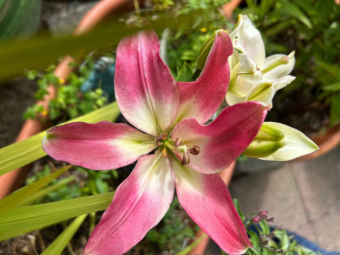 a little pretty lily that just joined our lily family, author’s photo