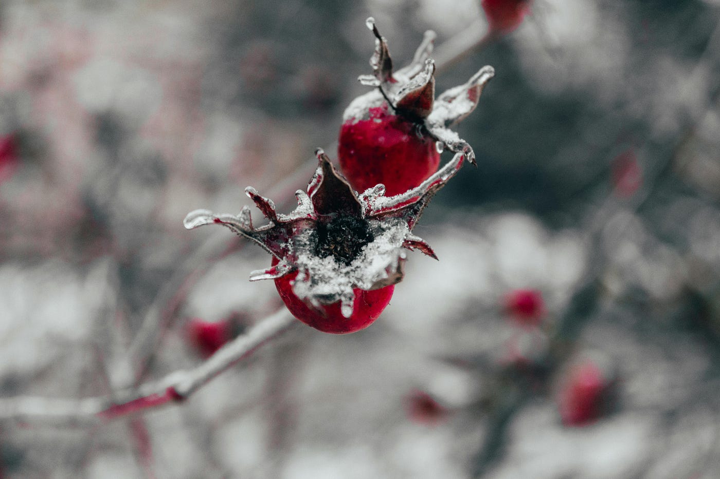 Cherries in the Snow
