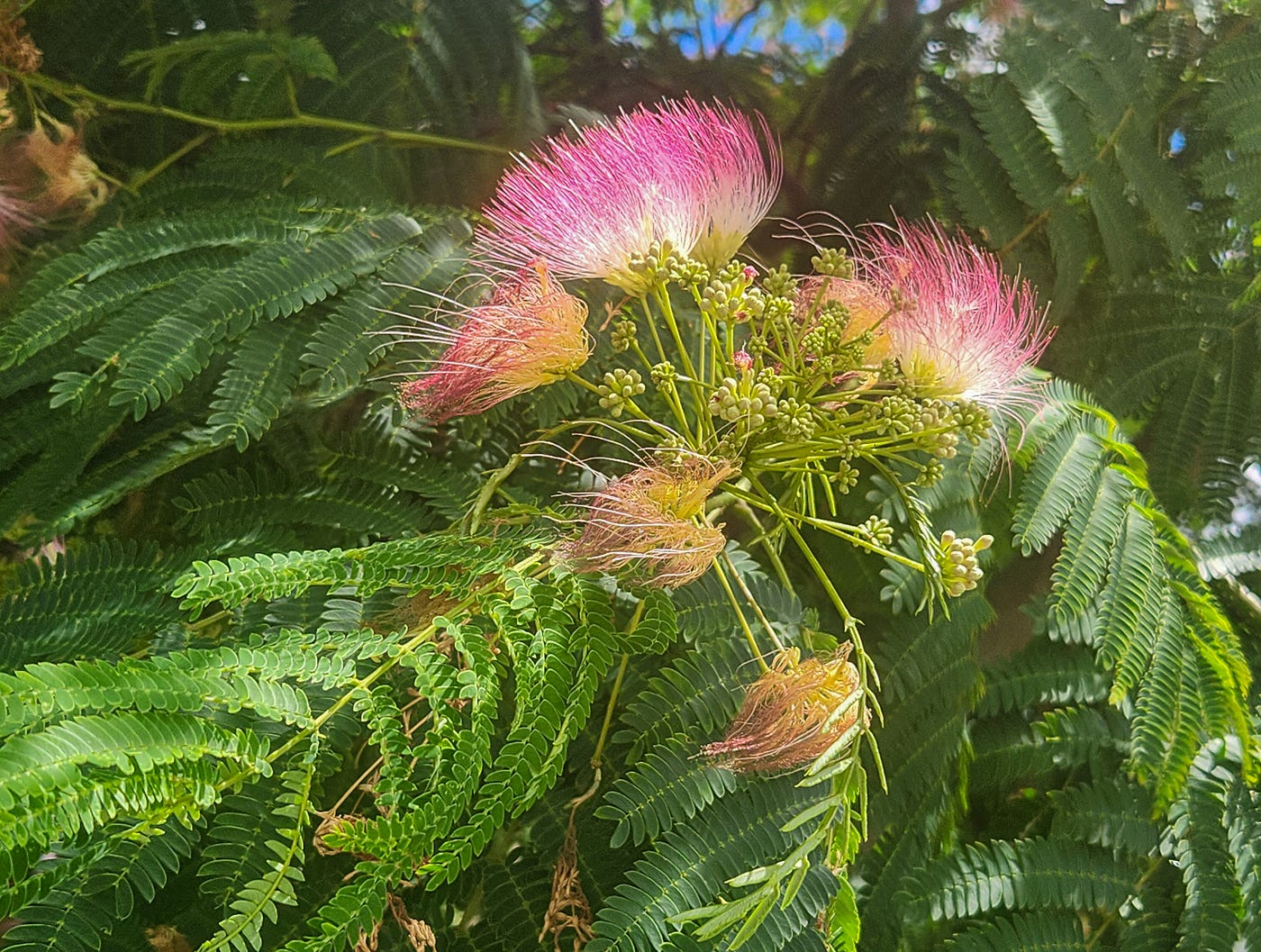 The Intrigue of Fizzy Drinks & Fuzzy Trees