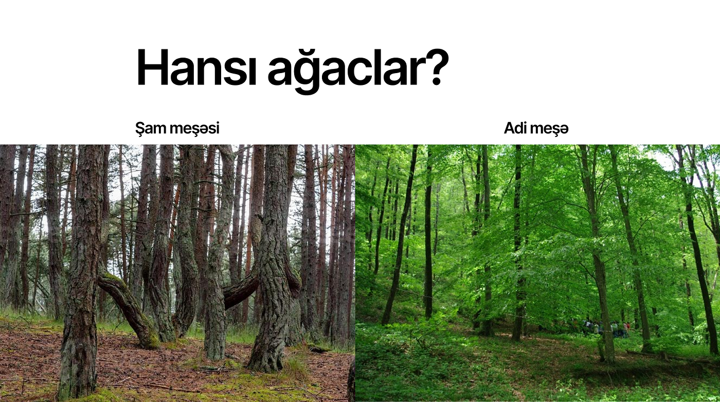 İynəyarpaqlı ağaclar nəyə lazımdır?