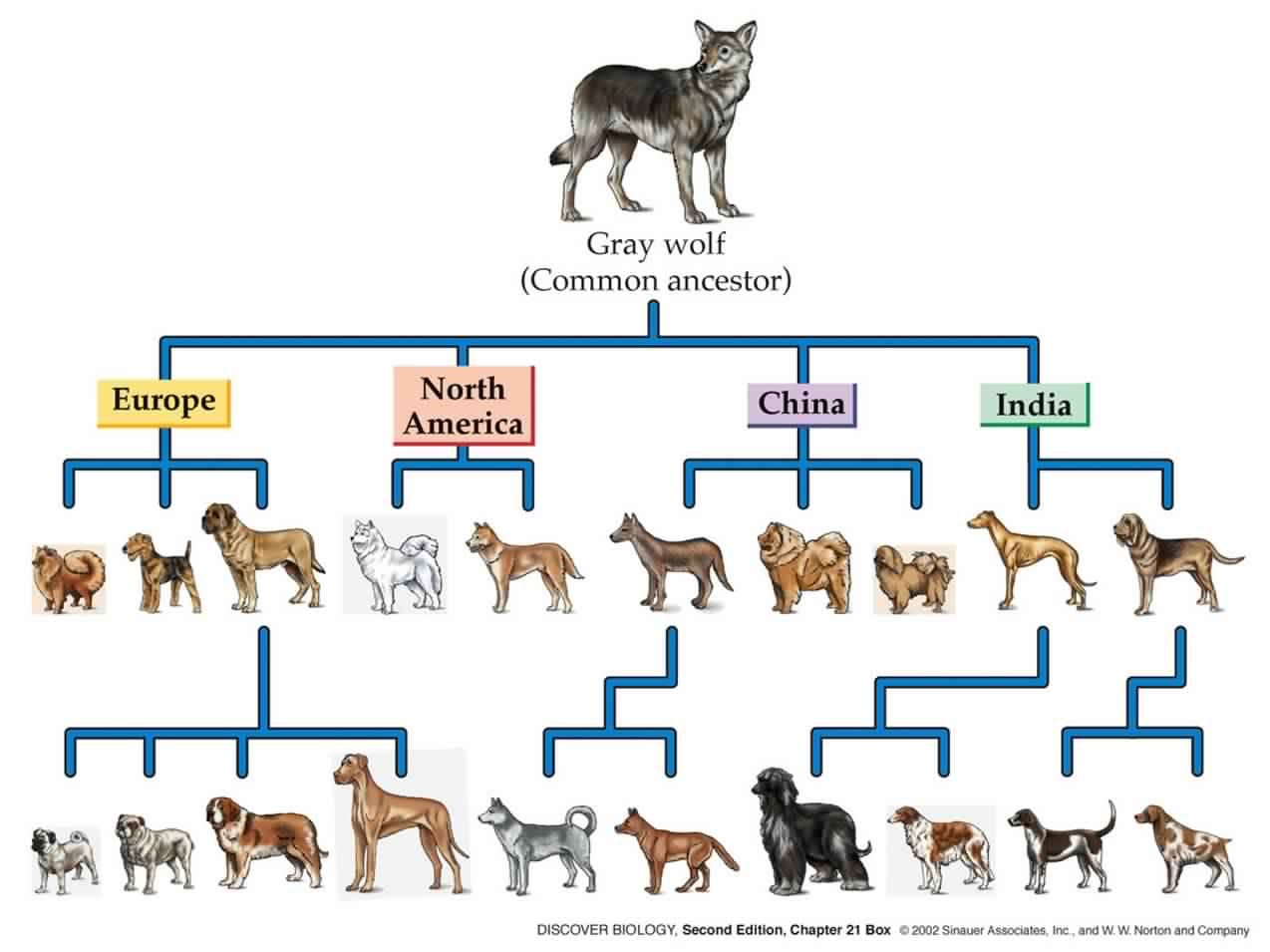 Were dogs originally pets?