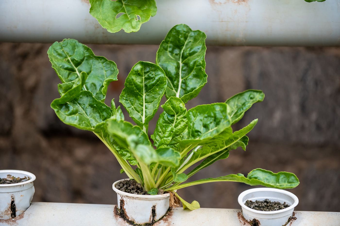 How I Turned My Balcony into a Farm (and Why I’m Writing About It Now)