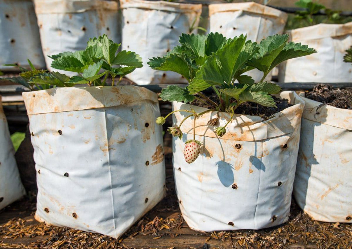 Using Grow Bags for Thriving Plants in the Garden | by Val Garner -   Pen name Amber Richards | Medium