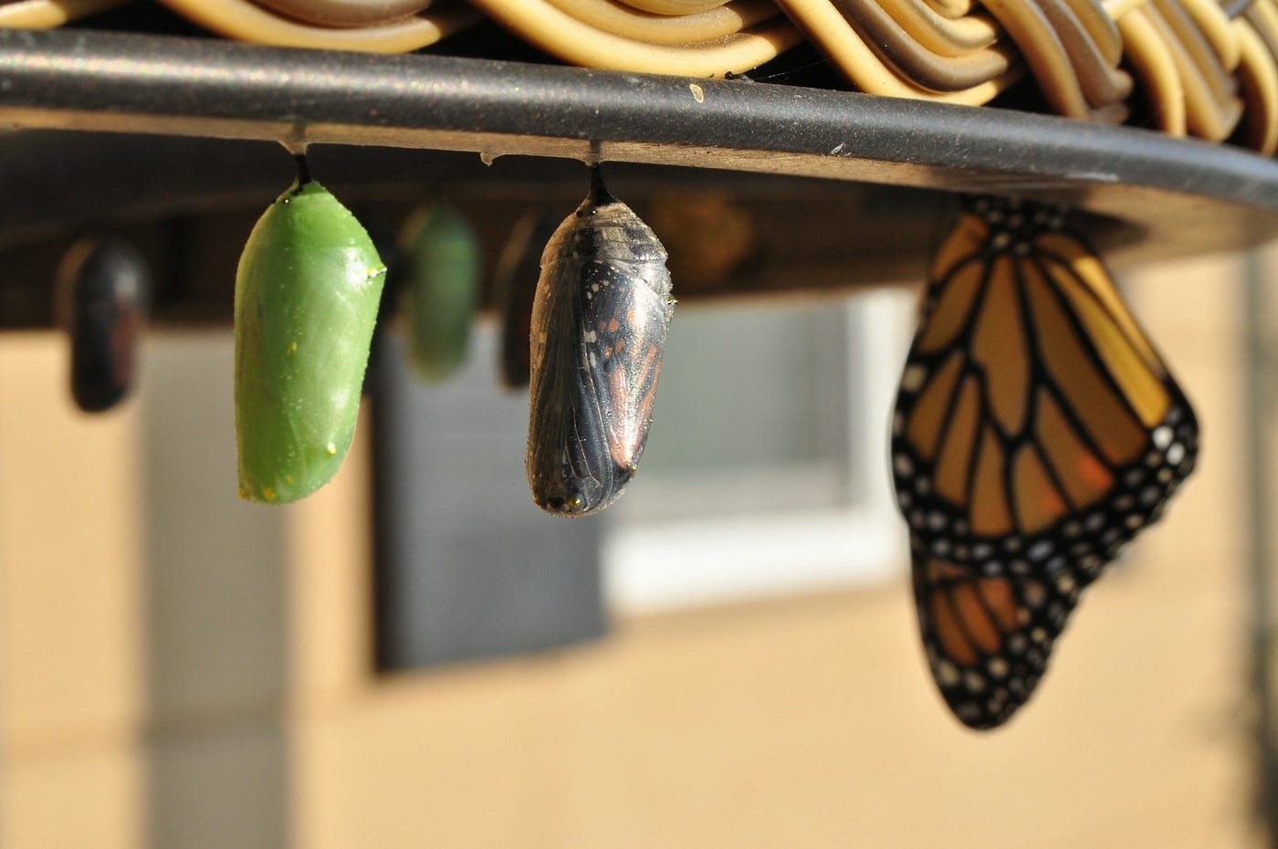 Learning is like the stages of metamorphosis. (Photo by Suzanne D. Williams on Unsplash)