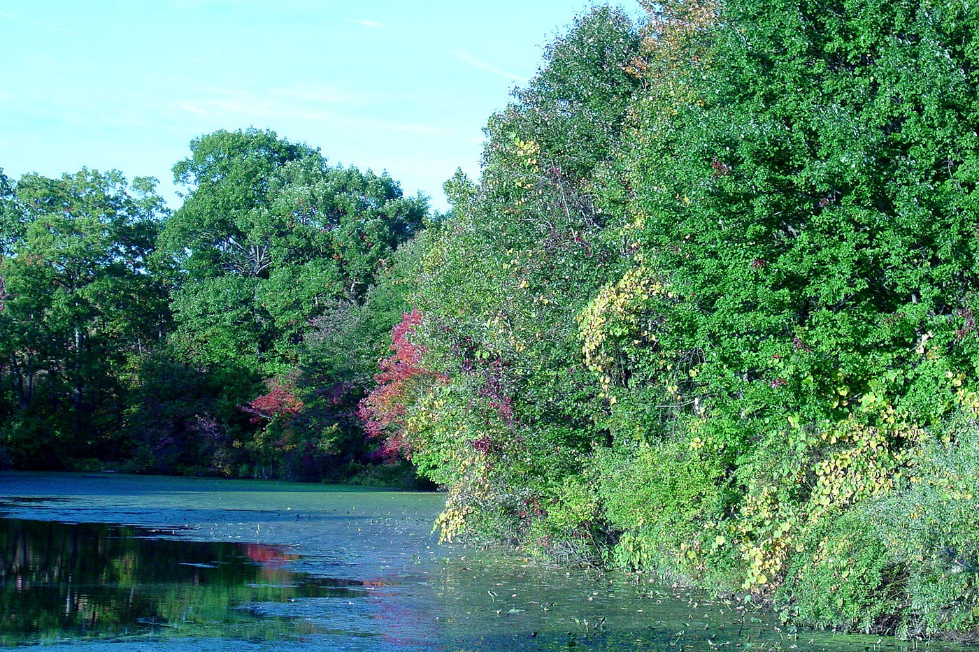 Saving the Great Swamp & the Battles of Environmental Activism
