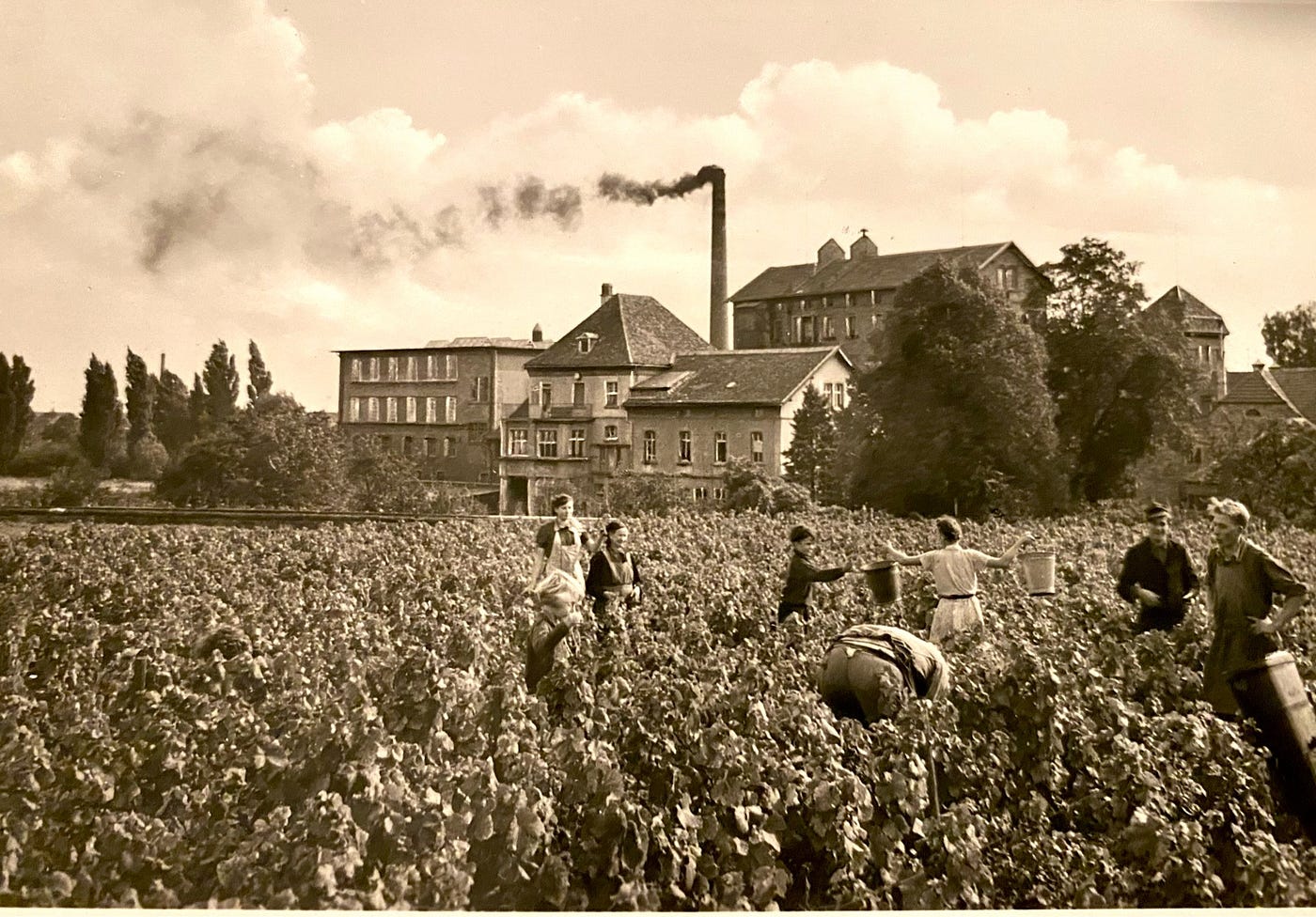 Author’s postcard of vineyard in Neustadt (where I was born). Found this amongst my mother’s saved postcards — it’s quite old — circa 1953.