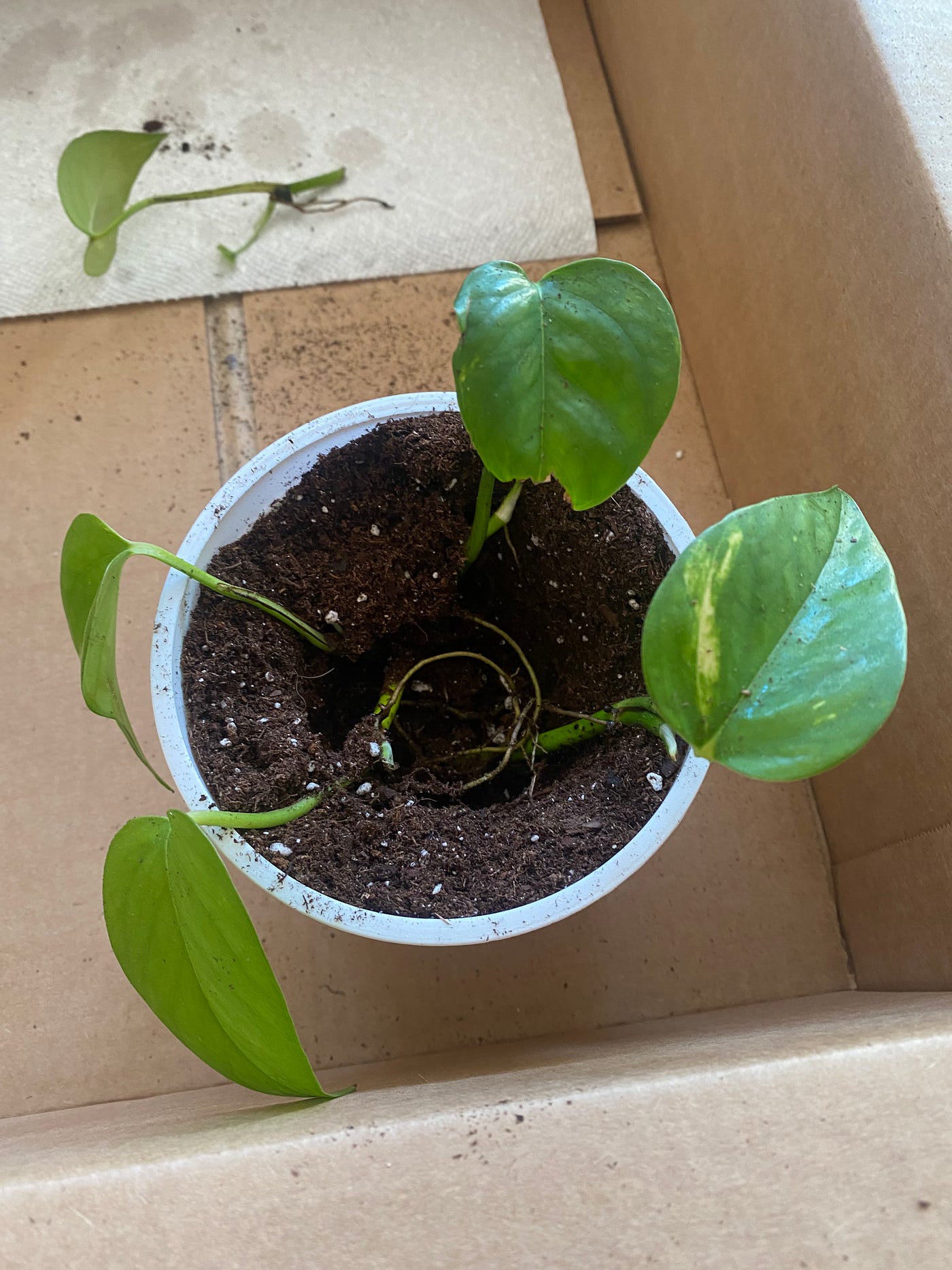 How To Propagate: The Golden Pothos (The Short Version) | by Matt Croak  Plants | Medium