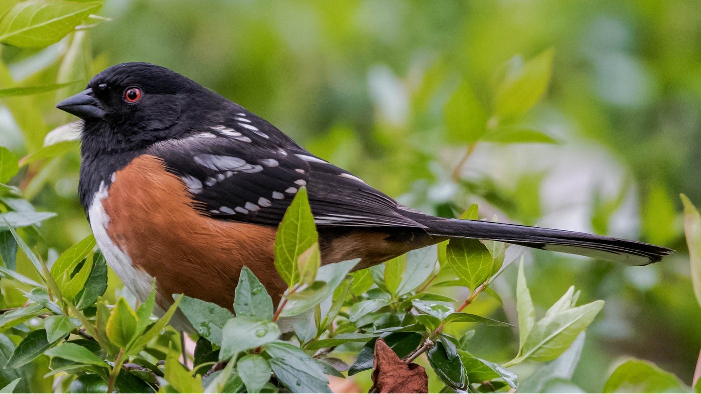 The Missing Songbird: Lost Habitat in a Silent Ecosystem