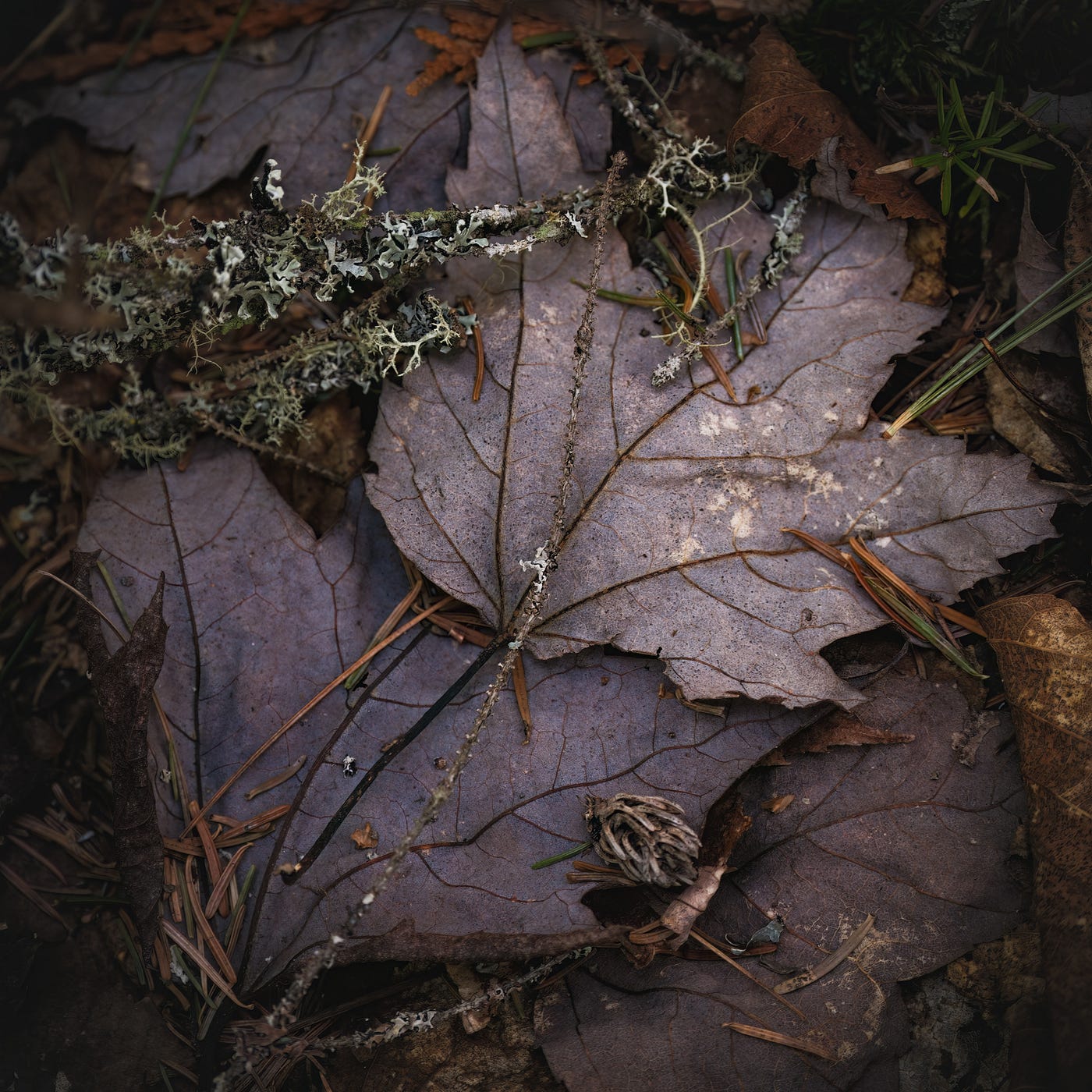 Regardez-moi ces merveilles, les feuilles en décomposition révélant leur nervures et leurs dentelles, leur couleur délavée. On y voit aussi des morceaux de lichens et des aiguilles de conifères séchées. Petits bout de branches et de plantes et sûrement, et en dessous, une faune visible et une autre invisible pour les yeux