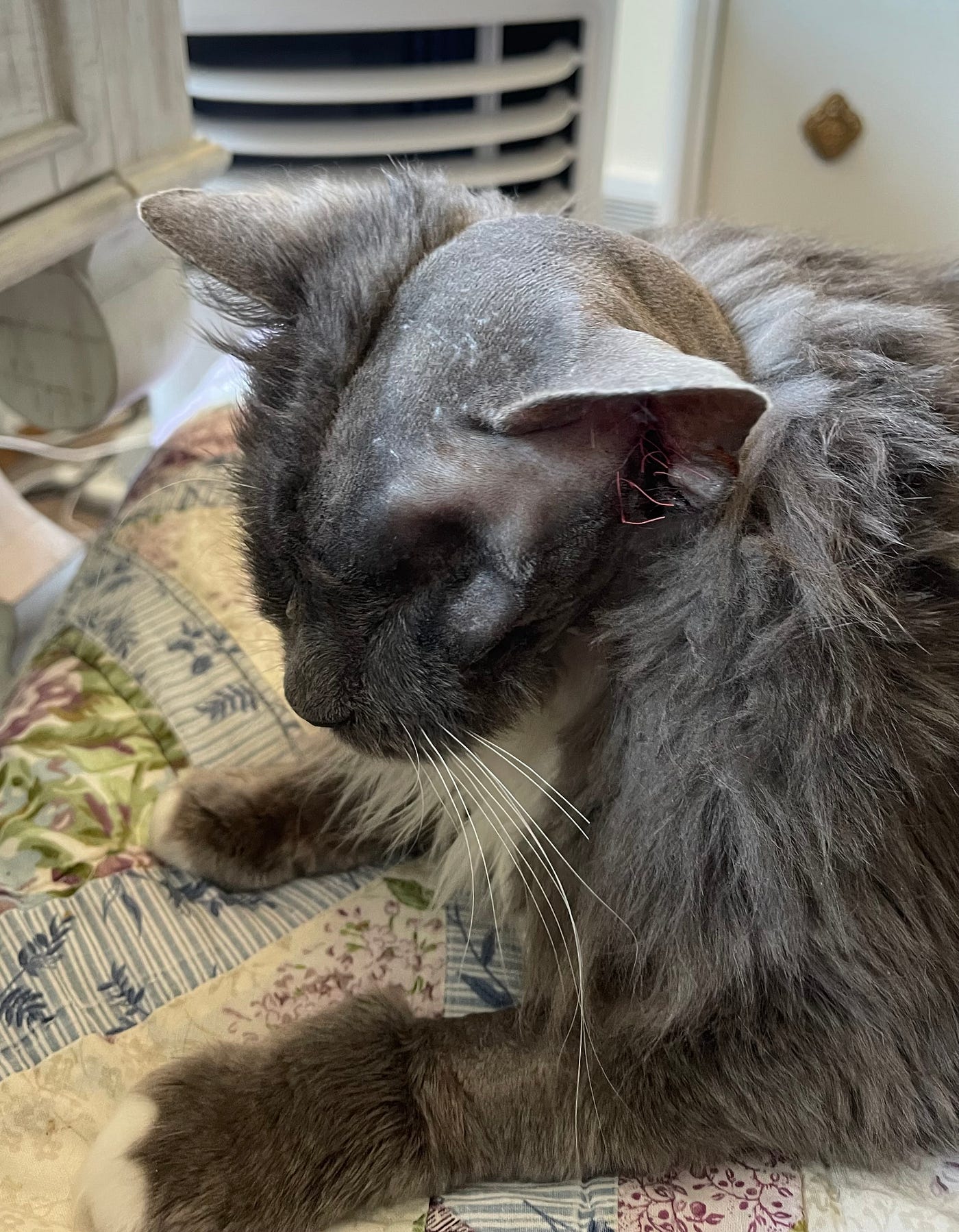 I’m committed to this scrappy little pirate cat.