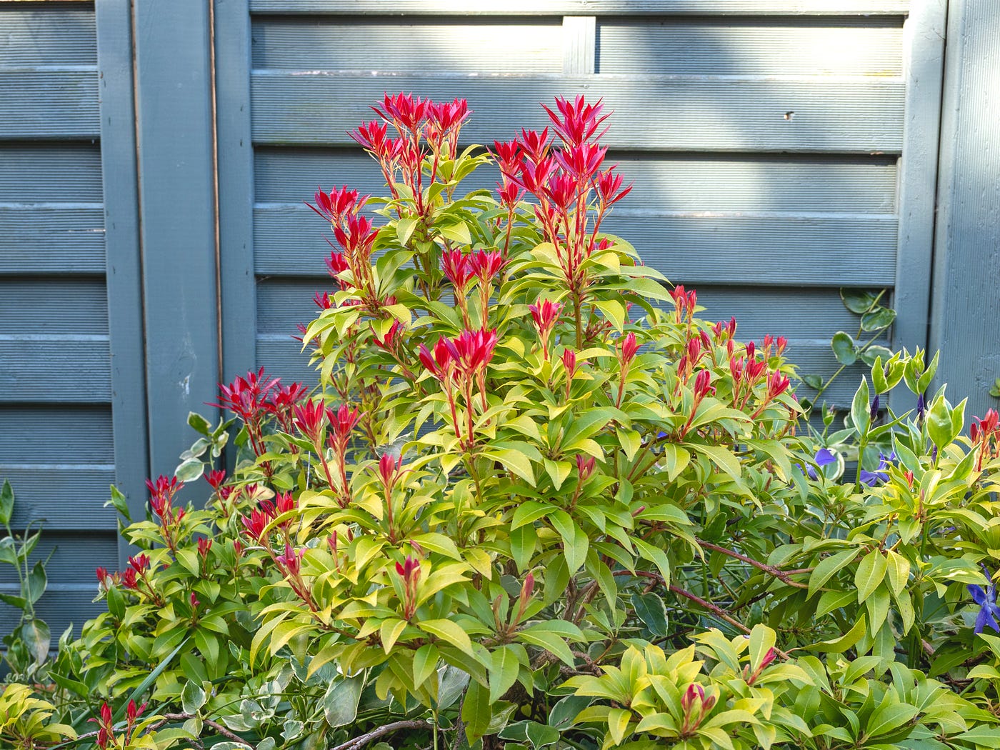 cytisus plant Cytisus 'Lena'