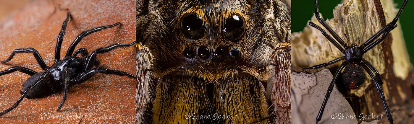 Left: funnel web spider, centre: ogre-faced spider, right: red-backed spider. Photos by the Author