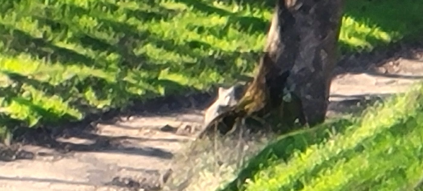 Blurry Bobcat on Fairylantern Trail